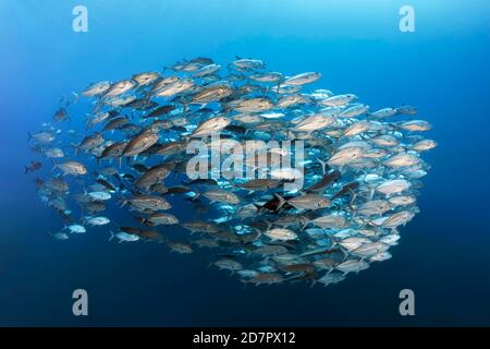 Schwarm von Stachelmakrelen (Caranx sexfasciatus) Schwimmen im offenen Meer, Andamanensee, Mu Ko Similan Nationalpark, Similan Inseln, Phang Nga Stockfoto