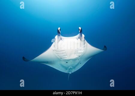 Riff Manta Rochen (Manta alfredi) schwimmt in blauem Wasser, Andaman Meer, Mu Ko Similan Nationalpark, Similan Inseln, Phang Nga Provinz, Thailand Stockfoto