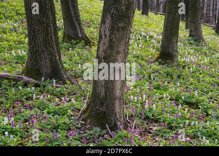 Hohllarkspur (Corydalis Cava) Teutoburger Wald, Bad Iburg, Niedersachsen, Deutschland Stockfoto