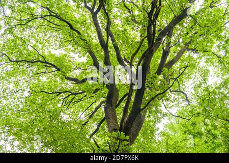 Krone einer Eiche (Quercus) im Dschungel Baumweg, Wald, Hüttenwald, Baum, Niedersächsischer Staatswald, Oldenburg Münsterland, Emstek, Niedersachsen Stockfoto