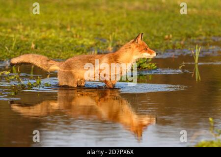 Fox ( Vulpes vulpes) steht im Wasser am Abend, Zandvoort, Provinz Nordholland, Niederlande Stockfoto