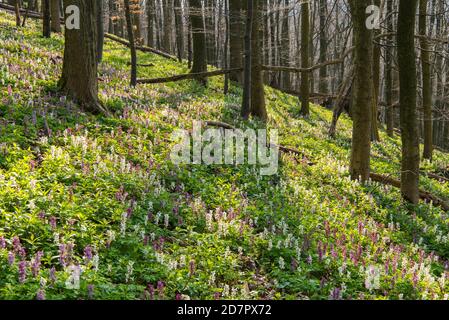 Hohllarkspur (Corydalis Cava) Teutoburger Wald, Bad Iburg, Niedersachsen, Deutschland Stockfoto