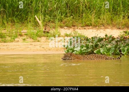 Die große Dürre des brasilianischen Pantanal 2020 Stockfoto
