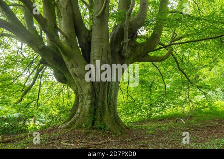 Alte Buche (Fagus sylvatica) in frischem Grün, Hutewald, Teutoburger Wald, Lengerich, Niedersachsen, Deutschland Stockfoto