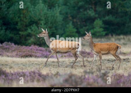 Zwei Enge des Rothirsches ( Cervus elaphus) in blühender Heide, De Hoge Veluwe Nationalpark, Niederlande Stockfoto