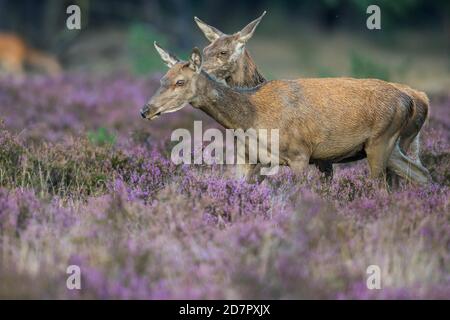 Zwei Alttiere des Rothirsches ( Cervus elaphus) in blühender Heide, Sicherung, Nationalpark De Hoge Veluwe, Niederlande Stockfoto