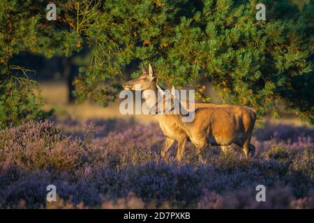 Zwei Alttiere des Rothirsches ( Cervus elaphus) in blühender Heide, De Hoge Veluwe Nationalpark, Niederlande Stockfoto