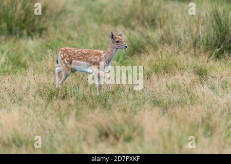 Dama dama tritt auf die Lichtung, Puttbus, Mecklenburg Vorpommern, Deutschland Stockfoto