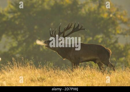 Röhrensender Rothirsch ( Cervus elaphus) in Rut, Klamptenborg, Kopenhagen, Dänemark Stockfoto