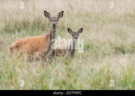 Malamute und Kalb des Rothirsches ( Cervus elaphus) Porträt, Klamptenborg, Kopenhagen, Dänemark Stockfoto