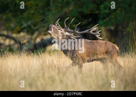 Röhrensender Rothirsch ( Cervus elaphus) in Rut, Klamptenborg, Kopenhagen, Dänemark Stockfoto