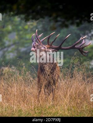 Röhrensender Rothirsch ( Cervus elaphus) in Rut, Klamptenborg, Kopenhagen, Dänemark Stockfoto