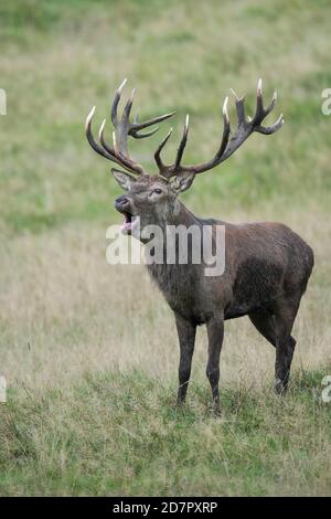Röhrensender Rothirsch ( Cervus elaphus) in Rut, Klamptenborg, Kopenhagen, Dänemark Stockfoto