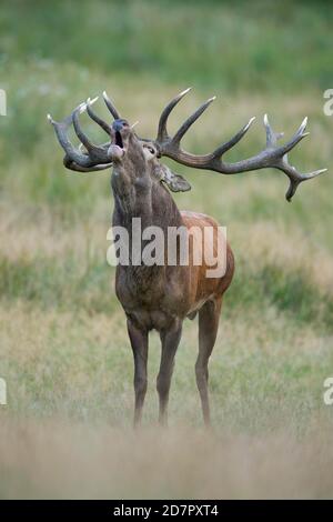 Röhrensender Rothirsch ( Cervus elaphus) in Rut, Klamptenborg, Kopenhagen, Dänemark Stockfoto