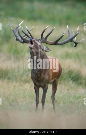 Röhrensender Rothirsch ( Cervus elaphus) in Rut, Klamptenborg, Kopenhagen, Dänemark Stockfoto