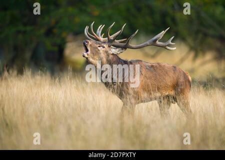 Röhrensender Rothirsch ( Cervus elaphus) in Rut, Klamptenborg, Kopenhagen, Dänemark Stockfoto