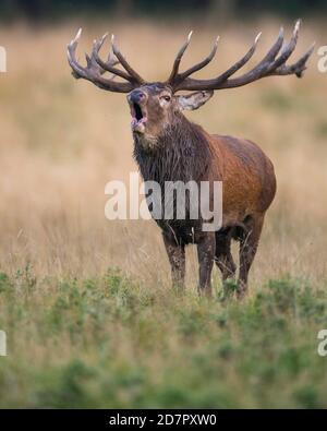 Röhrensender Rothirsch ( Cervus elaphus) in Rut, Klamptenborg, Kopenhagen, Dänemark Stockfoto
