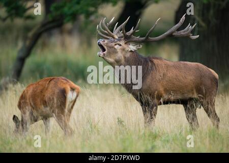Röhrensender Rothirsch ( Cervus elaphus) in Rut, Klamptenborg, Kopenhagen, Dänemark Stockfoto