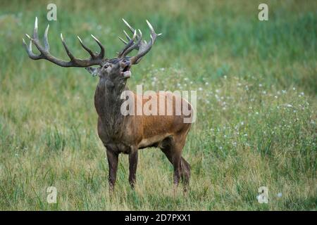 Röhrensender Rothirsch ( Cervus elaphus) in Rut, Klamptenborg, Kopenhagen, Dänemark Stockfoto