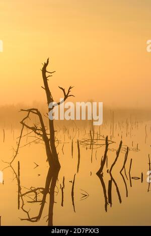 Nebel im Moor bei Sonnenaufgang, Reflexion, Goldenstedter Moor, Niedersachsen, Deutschland Stockfoto