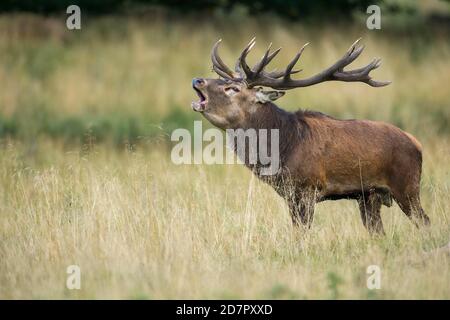 Röhrensender Rothirsch ( Cervus elaphus) in Rut, Klamptenborg, Kopenhagen, Dänemark Stockfoto