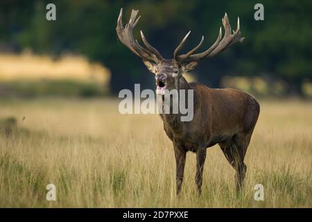 Röhrensender Rothirsch ( Cervus elaphus) in Rut, Klamptenborg, Kopenhagen, Dänemark Stockfoto