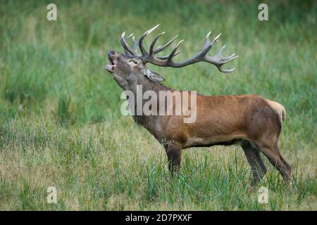 Röhrensender Rothirsch ( Cervus elaphus) in Rut, Klamptenborg, Kopenhagen, Dänemark Stockfoto