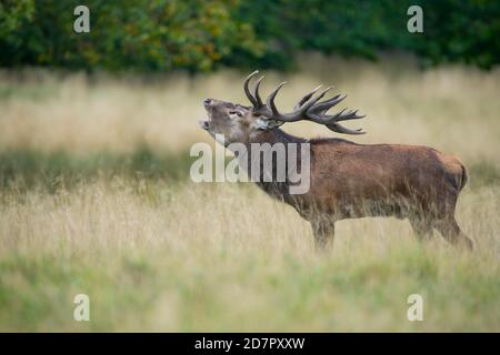 Röhrensender Rothirsch ( Cervus elaphus) in Rut, Klamptenborg, Kopenhagen, Dänemark Stockfoto