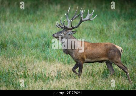 Röhrensender Rothirsch ( Cervus elaphus) in Rut, Klamptenborg, Kopenhagen, Dänemark Stockfoto