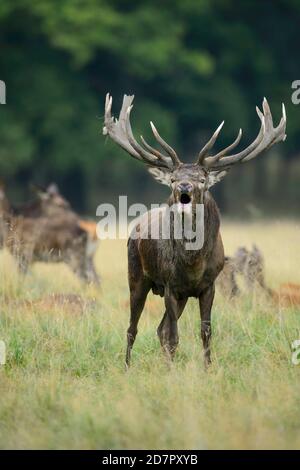 Röhrensender Rothirsch ( Cervus elaphus) in Rut, Klamptenborg, Kopenhagen, Dänemark Stockfoto