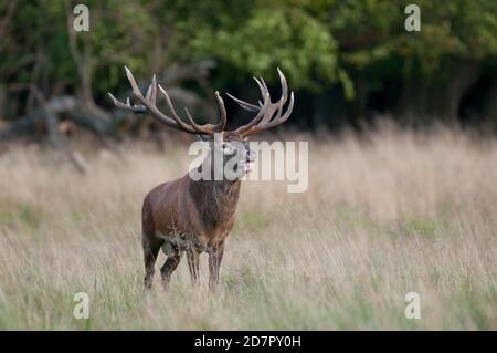 Röhrensender Rothirsch ( Cervus elaphus) in Rut, Klamptenborg, Kopenhagen, Dänemark Stockfoto