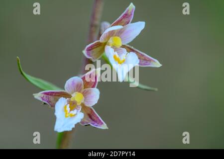 Marsh Helleborine ( Epipactis palustris) in Blüte, Orchidee, Mutter, Niedersachsen, Deutschland Stockfoto