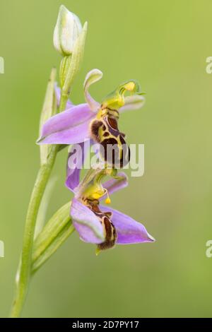 Bienenorchidee (Ophrys apifera) in Blüte, Orchidee, Teutoburger Wald, Bad Iburg, Niedersachsen, Deutschland Stockfoto