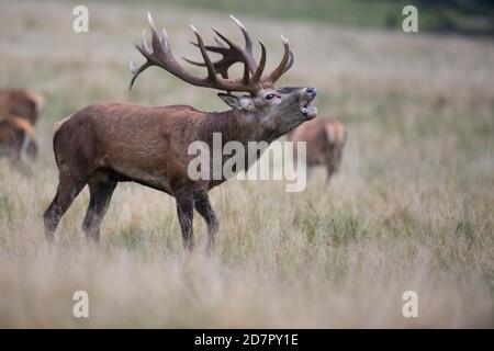 Röhrensender Rothirsch ( Cervus elaphus) in Rut, Klamptenborg, Kopenhagen, Dänemark Stockfoto