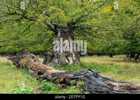 Alte Eichen (Quercus) mit mächtigem Stamm im Herbst, Baum, Klamptenborg, Kopenhagen, Dänemark Stockfoto