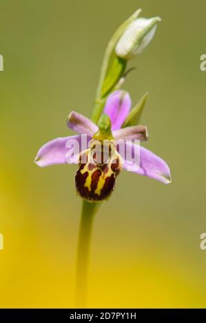 Bienenorchidee (Ophrys apifera) in Blüte, Orchidee, Teutoburger Wald, Bad Iburg, Niedersachsen, Deutschland Stockfoto