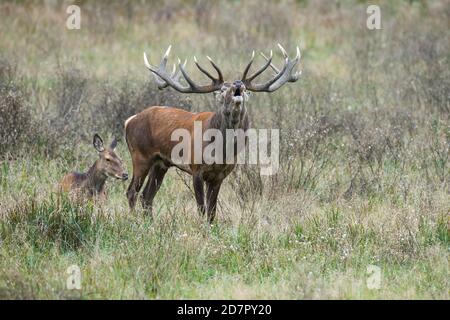 Röhrensender Rothirsch ( Cervus elaphus) in Rut, Klamptenborg, Kopenhagen, Dänemark Stockfoto