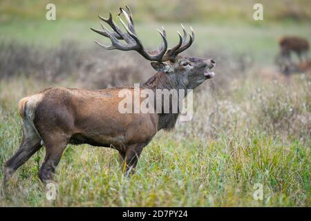 Röhrensender Rothirsch ( Cervus elaphus) in Rut, Klamptenborg, Kopenhagen, Dänemark Stockfoto