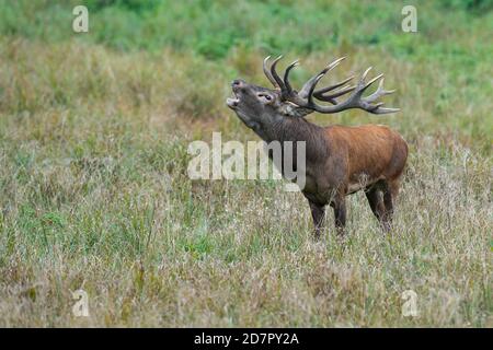 Röhrensender Rothirsch ( Cervus elaphus) in Rut, Klamptenborg, Kopenhagen, Dänemark Stockfoto