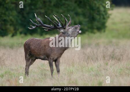Röhrensender Rothirsch ( Cervus elaphus) in Rut, Klamptenborg, Kopenhagen, Dänemark Stockfoto