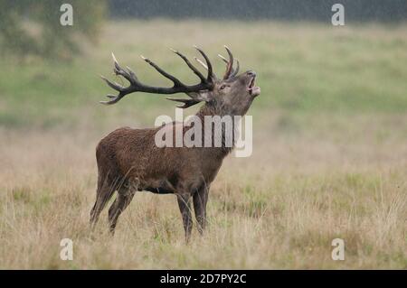 Röhrensender Rothirsch ( Cervus elaphus) in Rut, Klamptenborg, Kopenhagen, Dänemark Stockfoto
