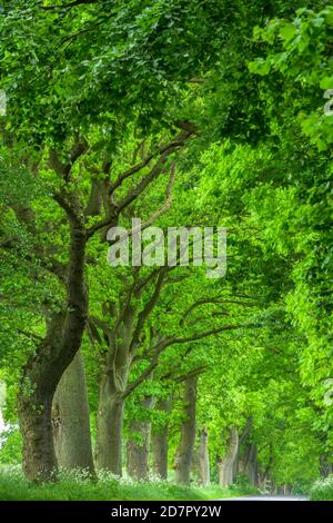 Kastanien und Linden in einer Allee auf der Insel Rügen, Putbus, Baum, Rügen, Ostsee, Mecklenburg-Vorpommern, Deutschland Stockfoto