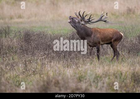Röhrensender Rothirsch ( Cervus elaphus) in Rut, Klamptenborg, Kopenhagen, Dänemark Stockfoto