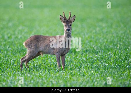 Hope Europäischer Reh ( Capreolus capreolus) Bock, Oldenburger Münsterland, Vechta, Niedersachsen, Deutschland Stockfoto