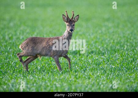 Hope Europäischer Reh ( Capreolus capreolus) Bock, Oldenburger Münsterland, Vechta, Niedersachsen, Deutschland Stockfoto