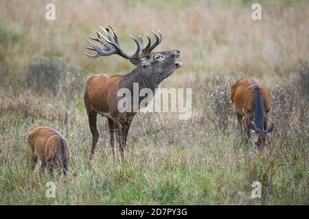 Röhrensender Rothirsch ( Cervus elaphus) in Rut, Klamptenborg, Kopenhagen, Dänemark Stockfoto