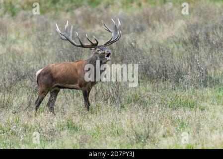 Röhrensender Rothirsch ( Cervus elaphus) in Rut, Klamptenborg, Kopenhagen, Dänemark Stockfoto