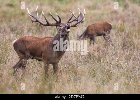 Röhrensender Rothirsch ( Cervus elaphus) in Rut, Klamptenborg, Kopenhagen, Dänemark Stockfoto