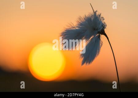 Schmalblättriges (Eriophorum angustifolium) Baumwollgras in der Fruchtbühne vor Sonnenuntergang, Moor, Oldenburger Münsterland, Goldenstedter Moor Stockfoto