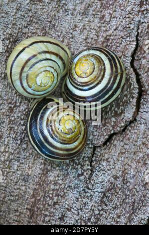 Hainschnecken ( Cepaea nemoralis) auf der Rinde einer Buche ( Fagus sylvatica) , Grafik, Nationalpark Jasmund, Rügen, Ostsee, Sassnitz Stockfoto